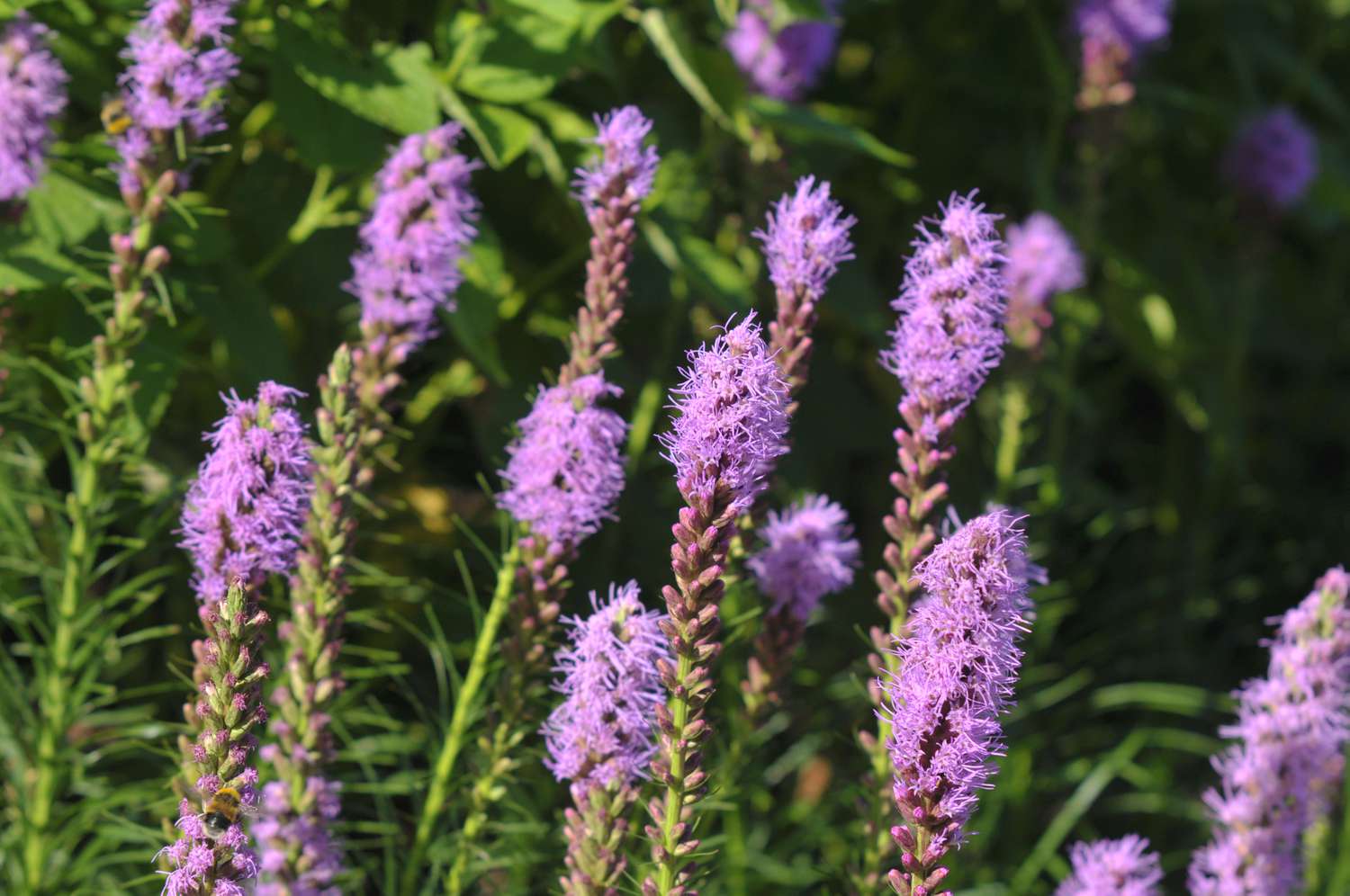 12-astonishing-facts-about-liatris