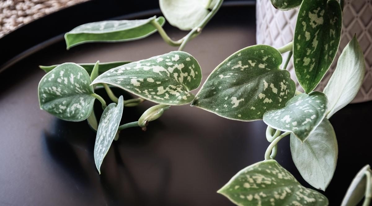 12-astonishing-facts-about-silver-satin-pothos