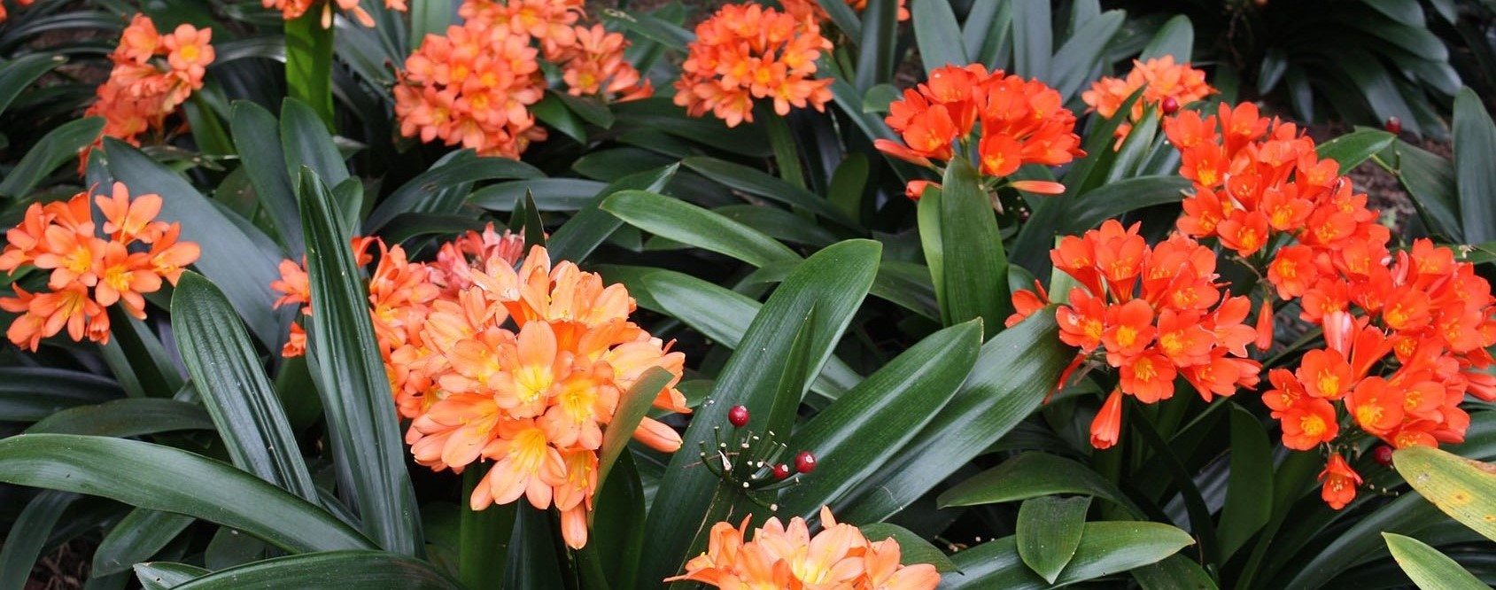 12-astounding-facts-about-clivia