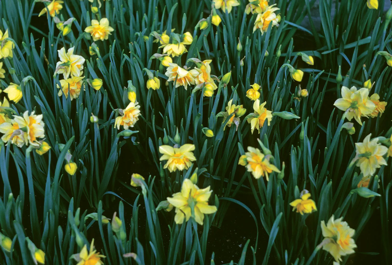 12-astounding-facts-about-daffodil