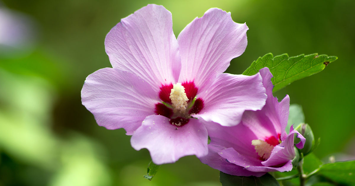 12-astounding-facts-about-rose-of-sharon