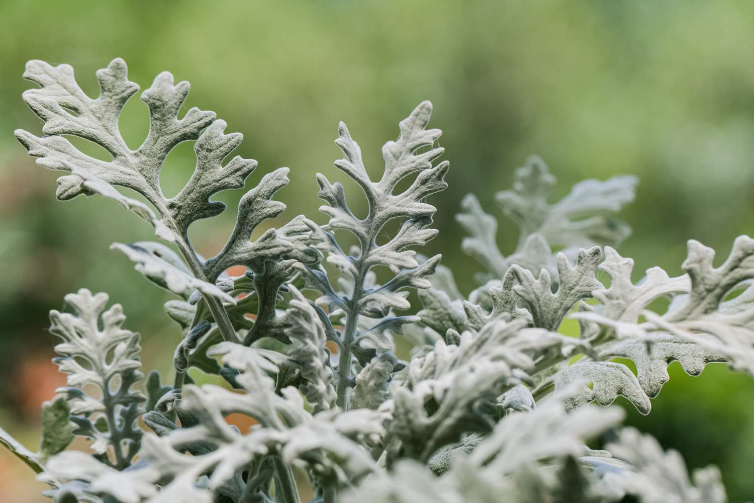 12-captivating-facts-about-dusty-miller