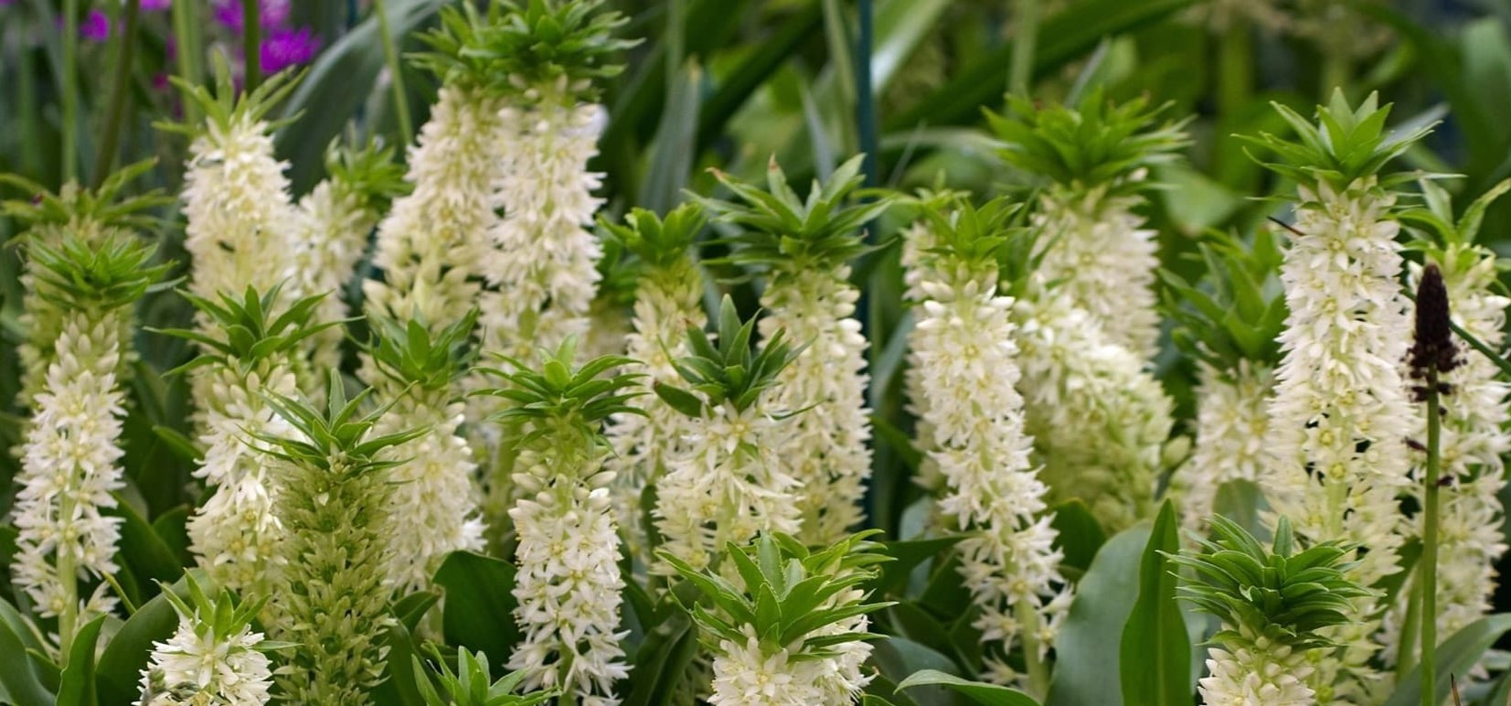12-captivating-facts-about-eucomis