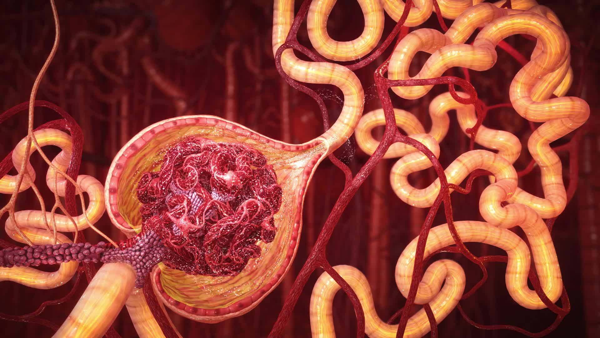 12-enigmatic-facts-about-glomerulus