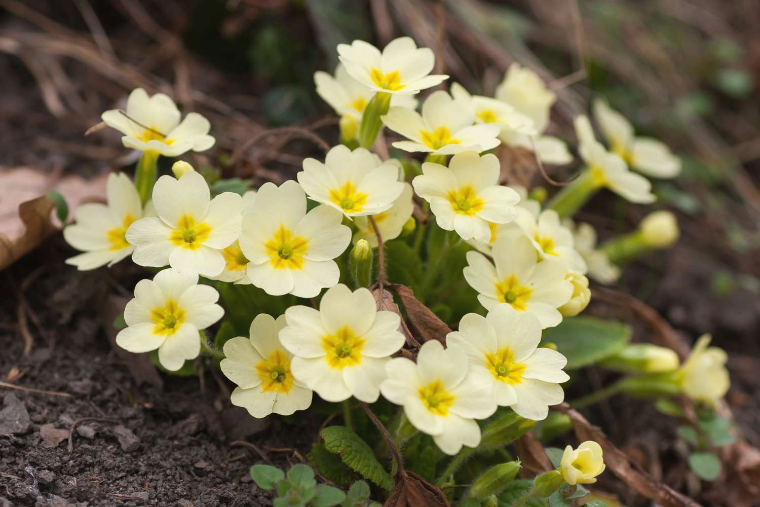 12-enigmatic-facts-about-primrose