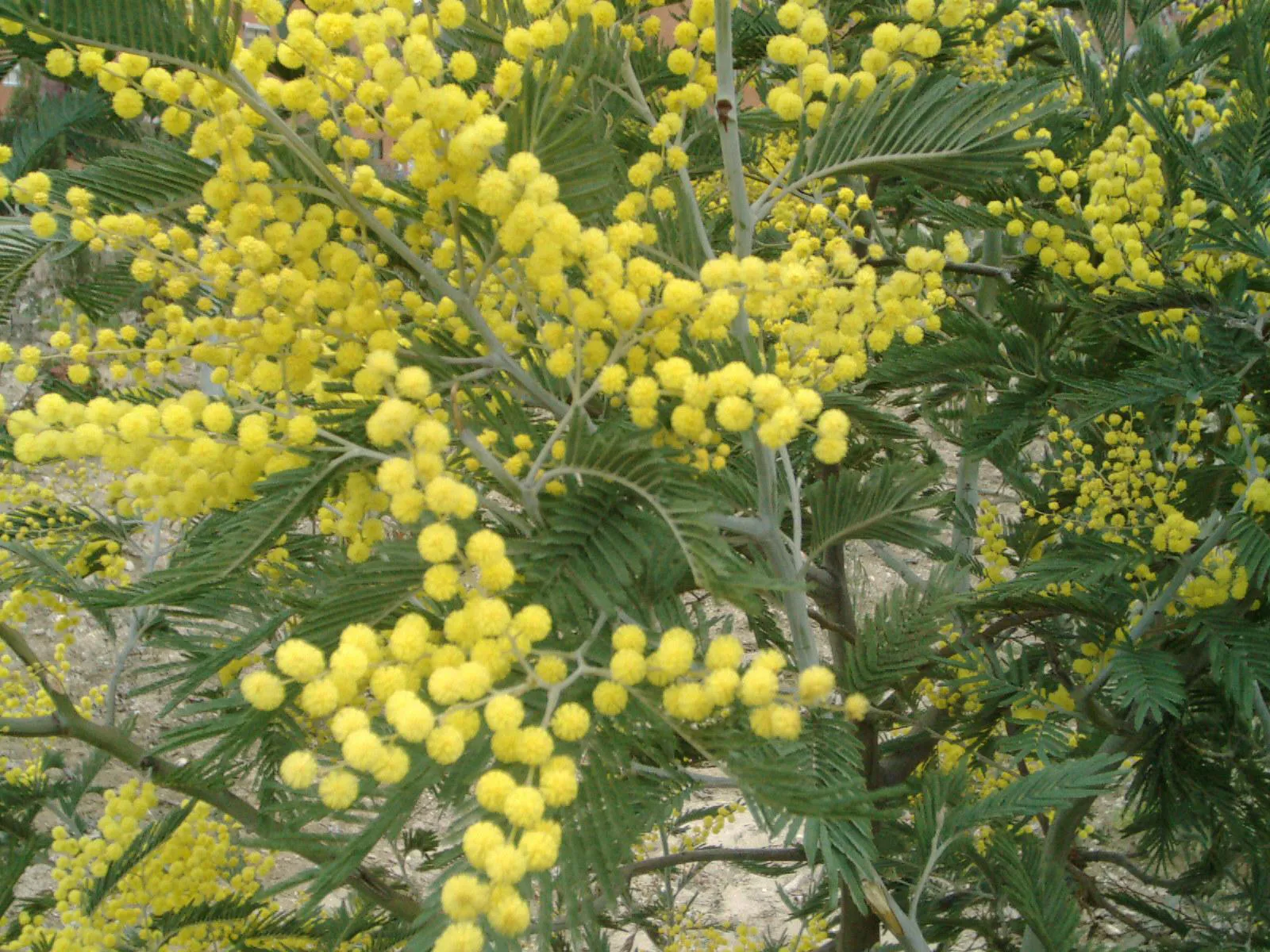12-extraordinary-facts-about-acacia