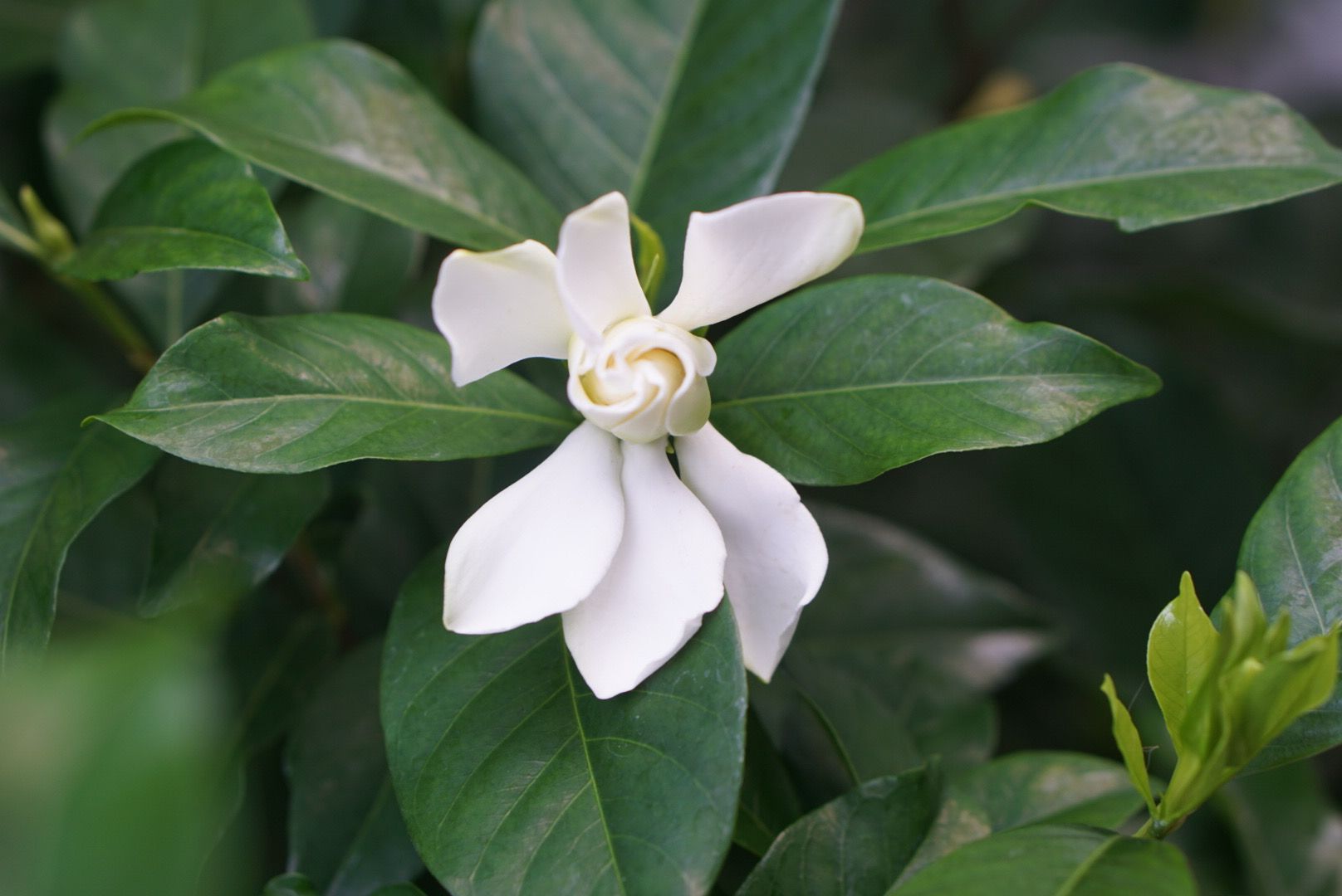 12-extraordinary-facts-about-arabian-jasmine