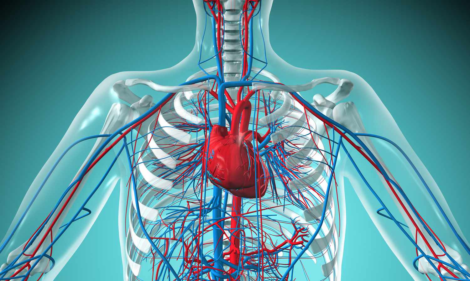 12-extraordinary-facts-about-cardiovascular-system