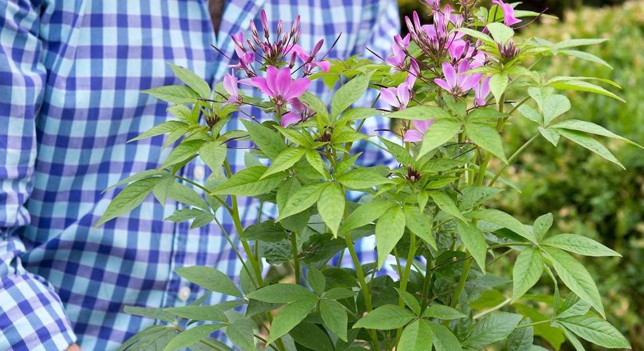 12-extraordinary-facts-about-cleome