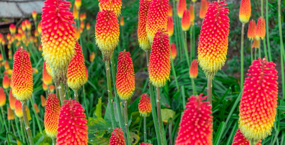 12-extraordinary-facts-about-torch-lily