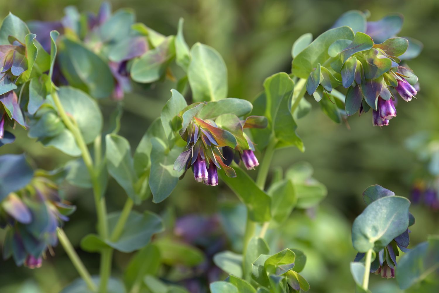12-fascinating-facts-about-honeywort