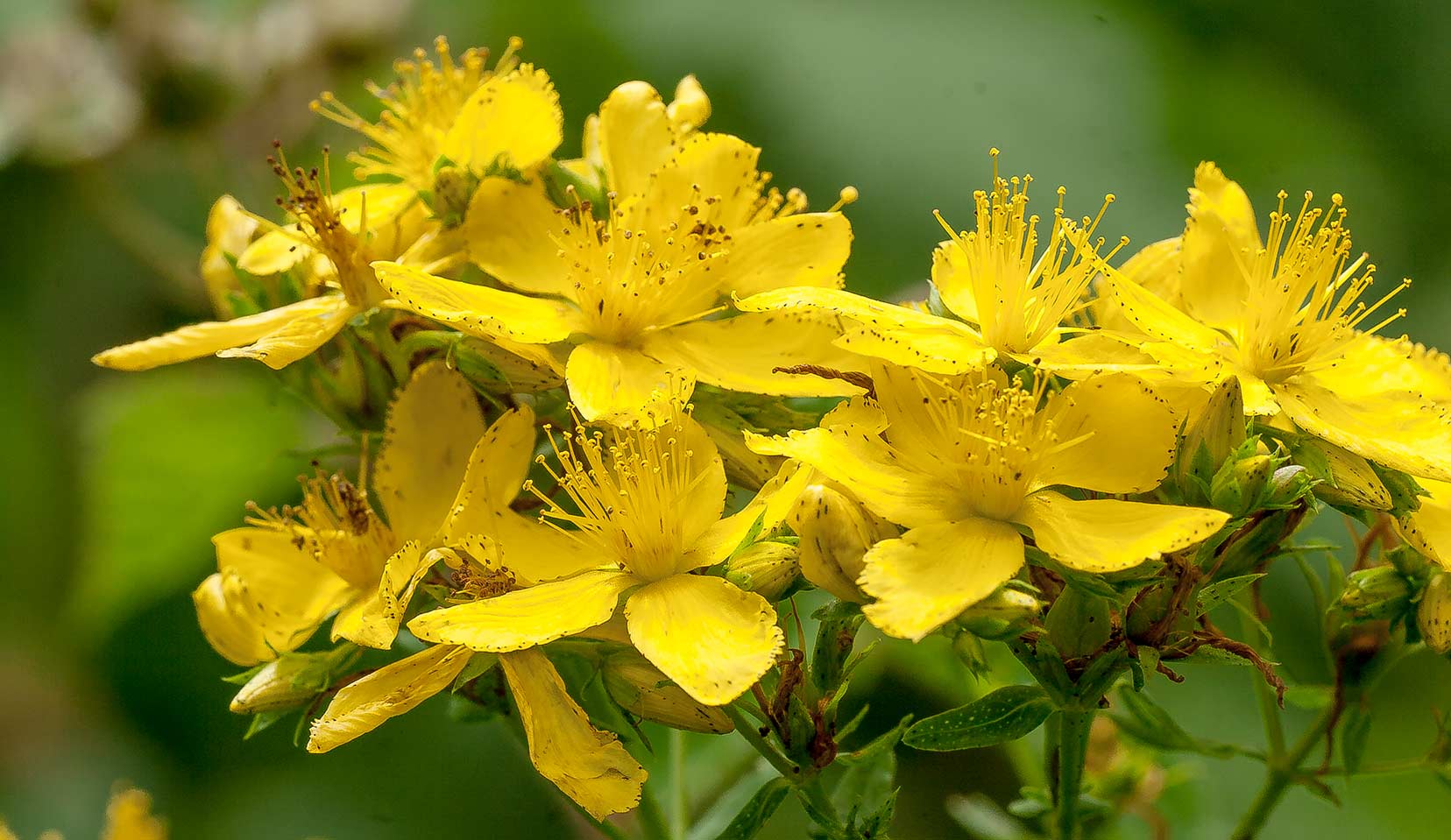 12-intriguing-facts-about-hypericum