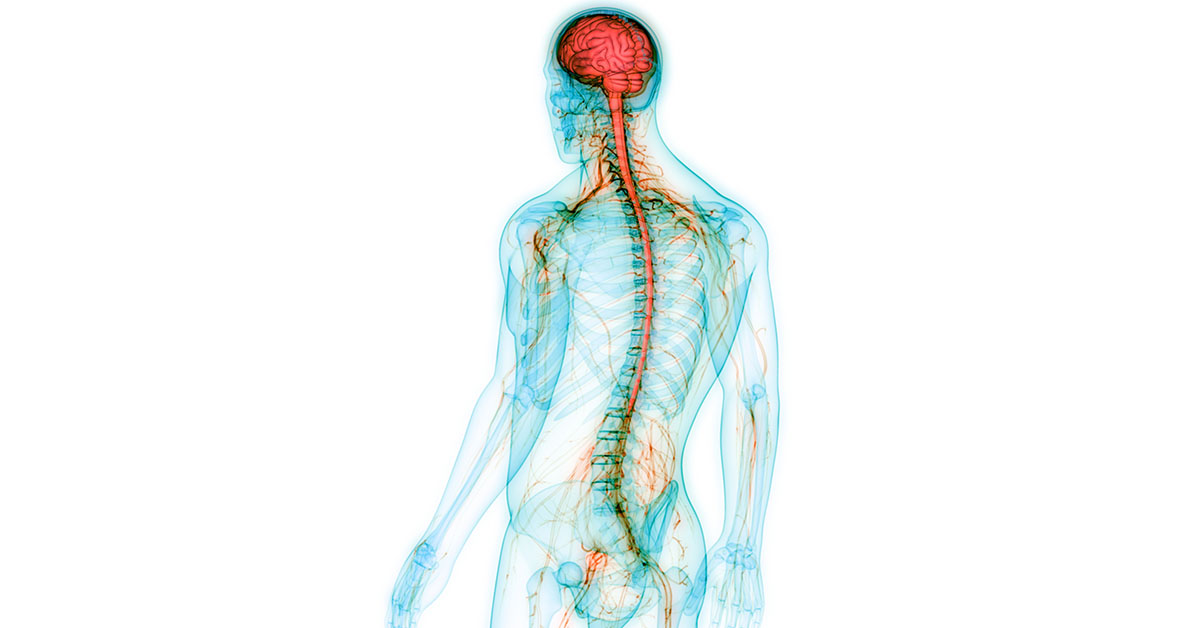 12-intriguing-facts-about-nervous-system
