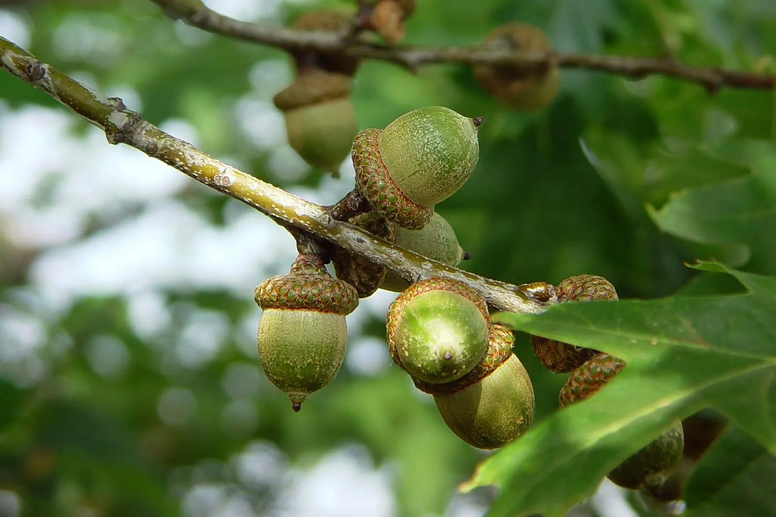 12-intriguing-facts-about-oak