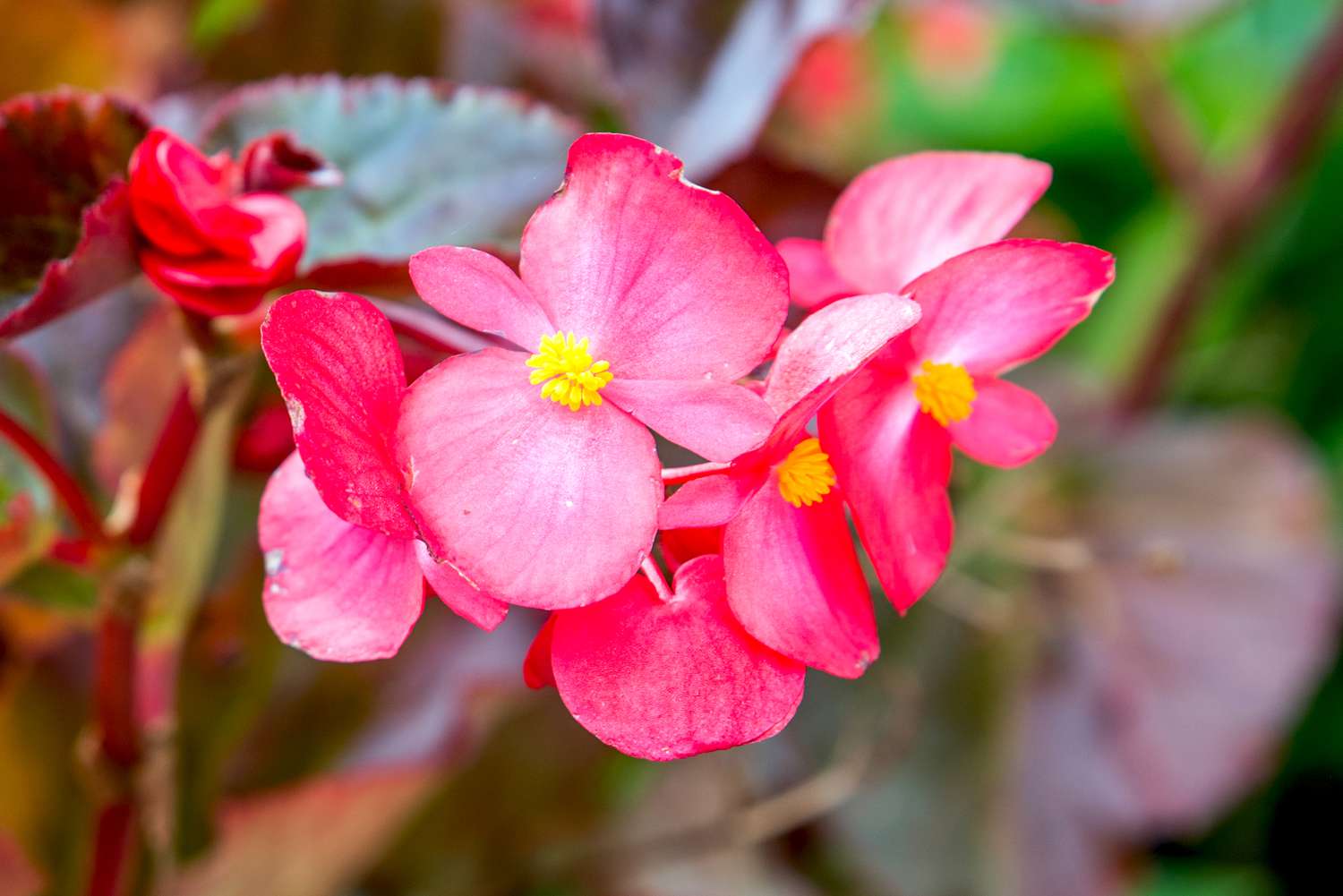 Wax begonia store