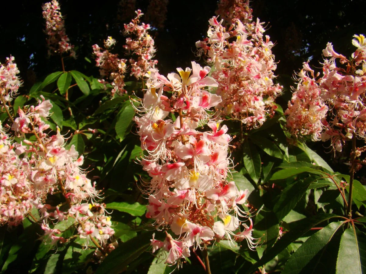 12-mind-blowing-facts-about-aesculus