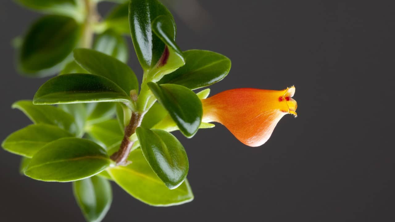 12-mind-blowing-facts-about-goldfish-plant