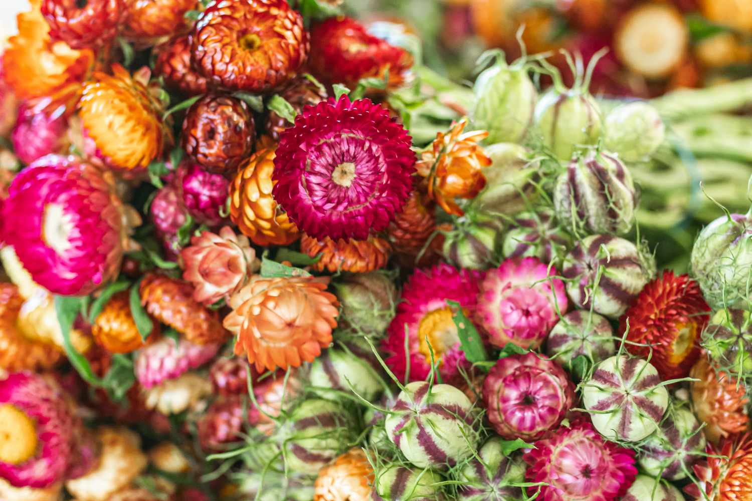 12-mind-blowing-facts-about-strawflower