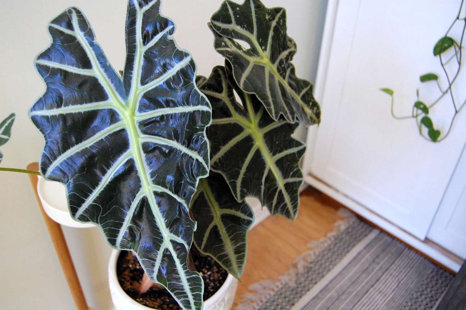 12-surprising-facts-about-alocasia
