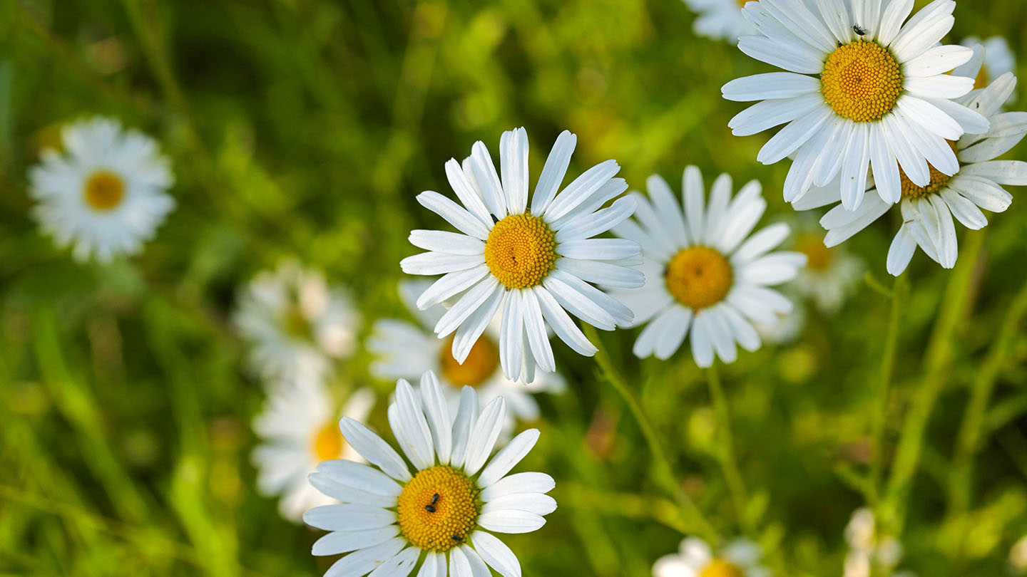 12 Surprising Facts About Oxeye Daisy - Facts.net