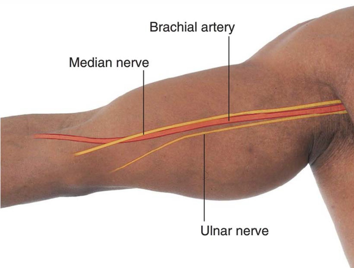 brachial artery pulse