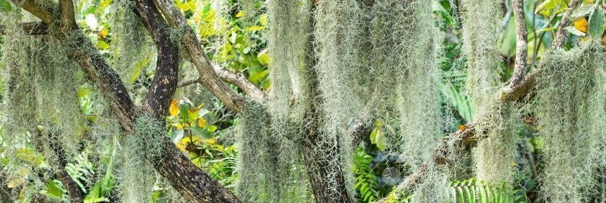 Just thought I'd share my happy Spanish moss with you guys! : r