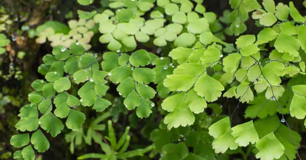 13-astounding-facts-about-adiantum