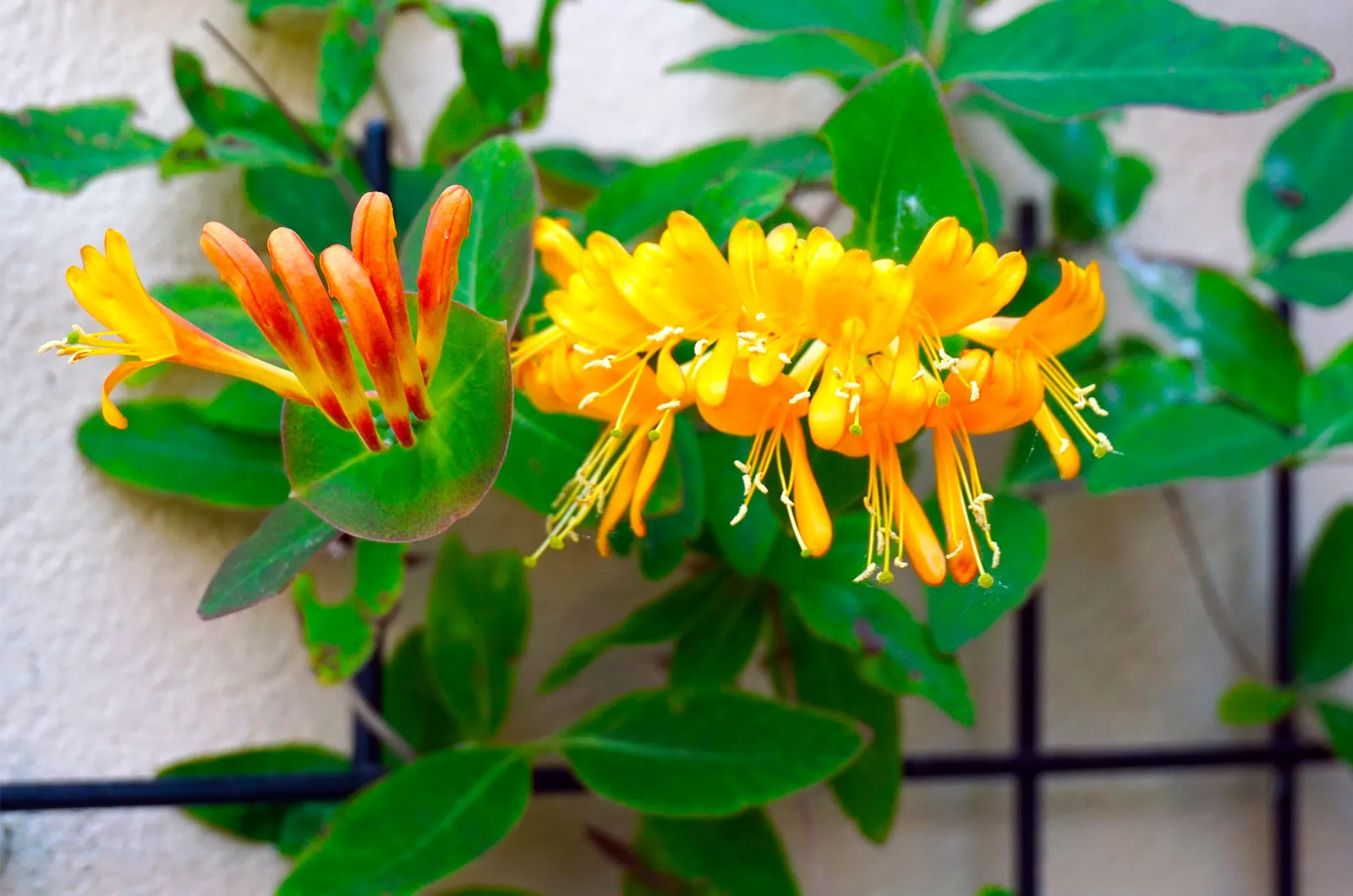 13-astounding-facts-about-honeysuckle