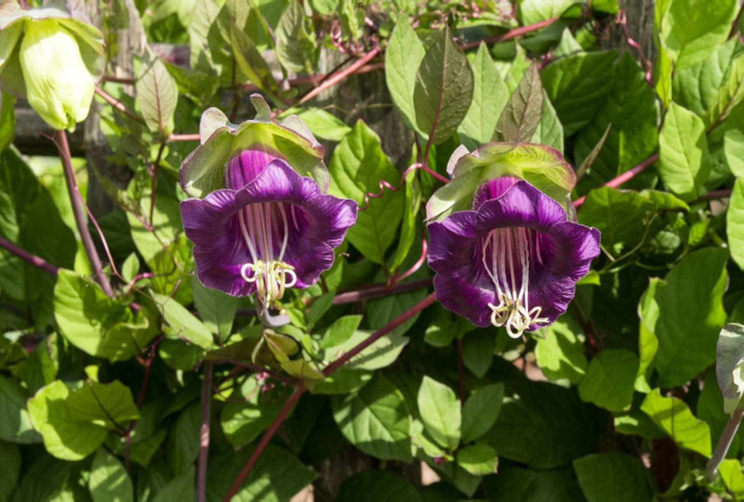 13-captivating-facts-about-cobaea-scandens