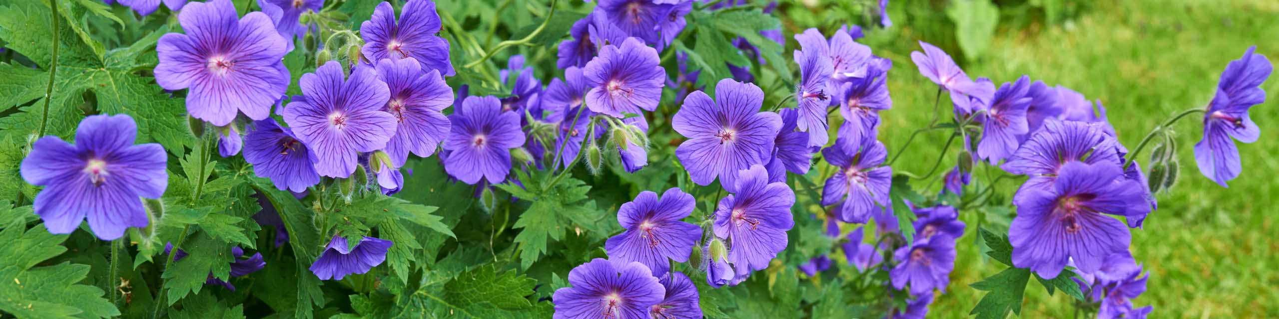 13-captivating-facts-about-cranesbill