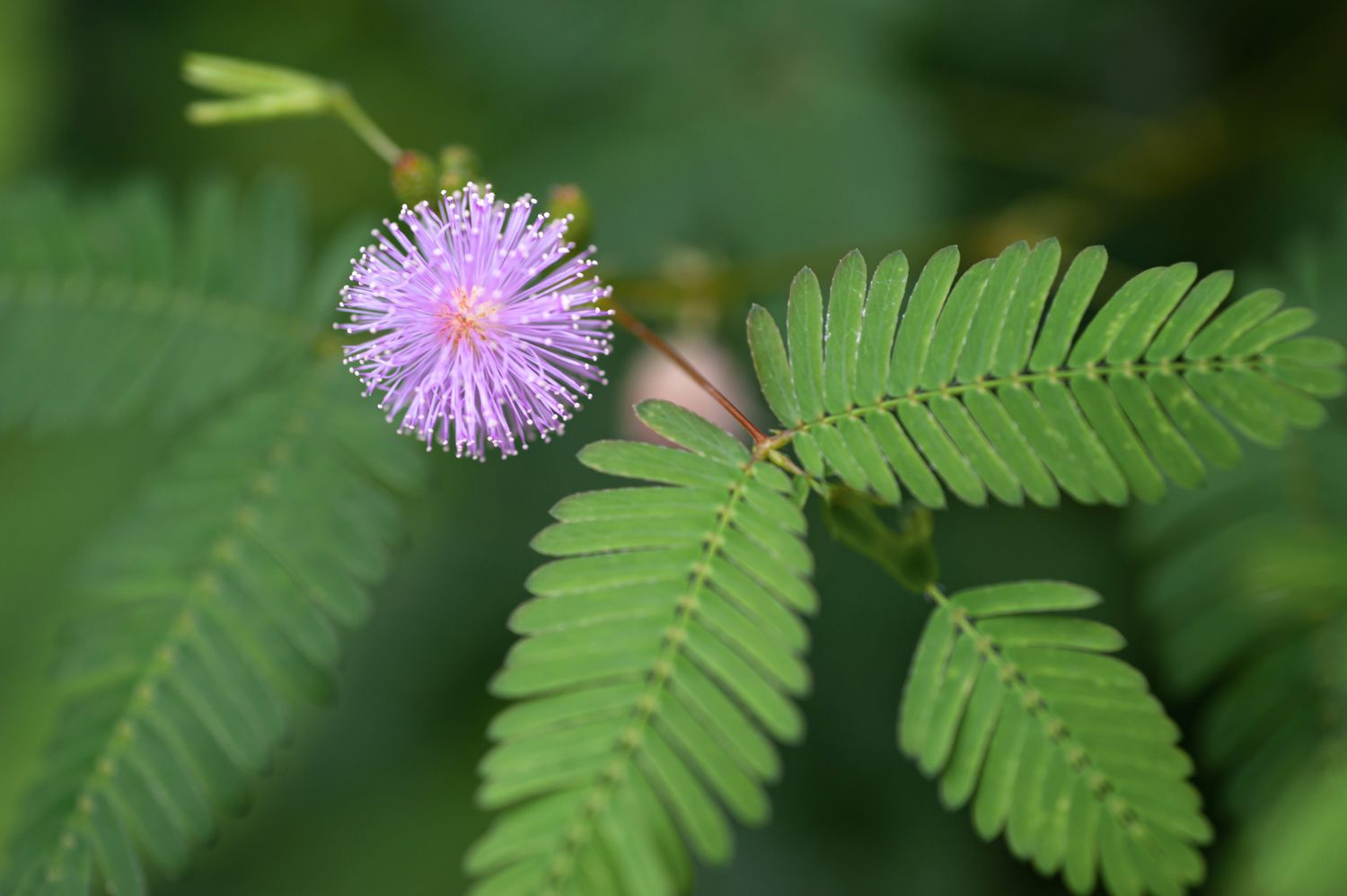 13-captivating-facts-about-mimosa-pudica