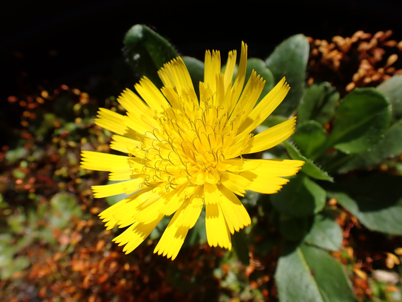 13-enigmatic-facts-about-hieracium