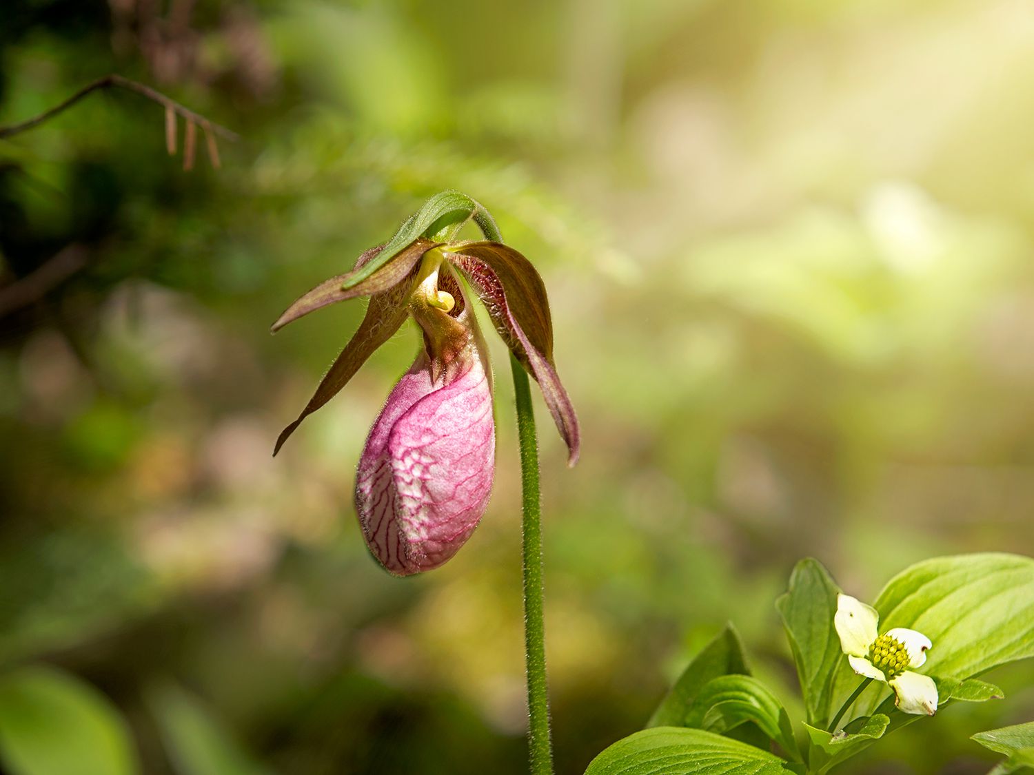 13-enigmatic-facts-about-ladys-slipper-orchid