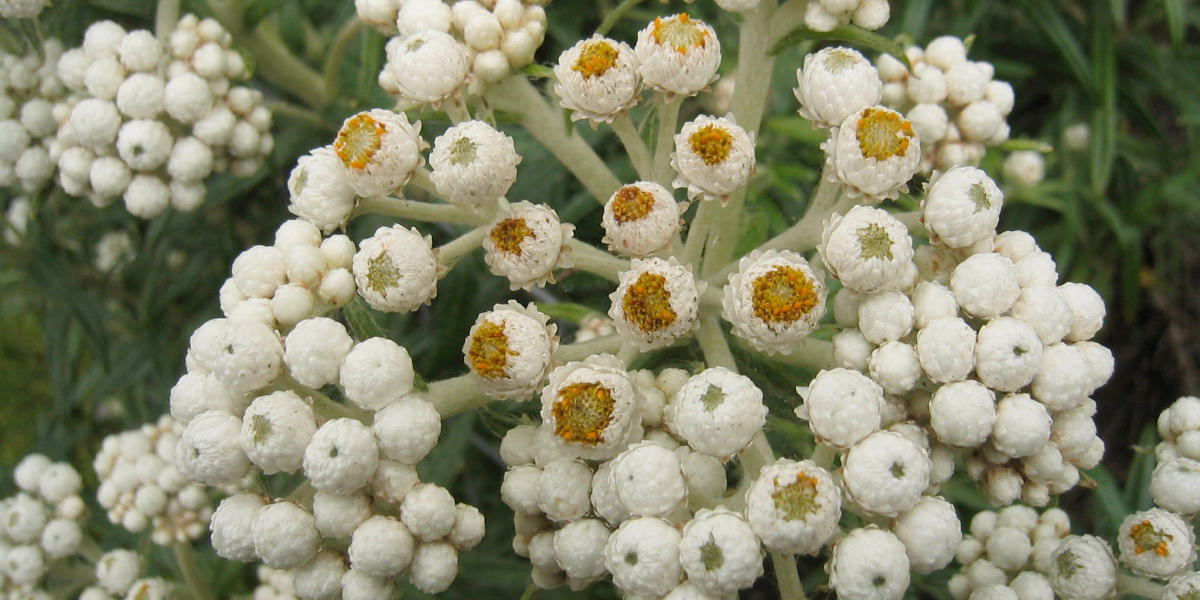 13-enigmatic-facts-about-pearly-everlasting