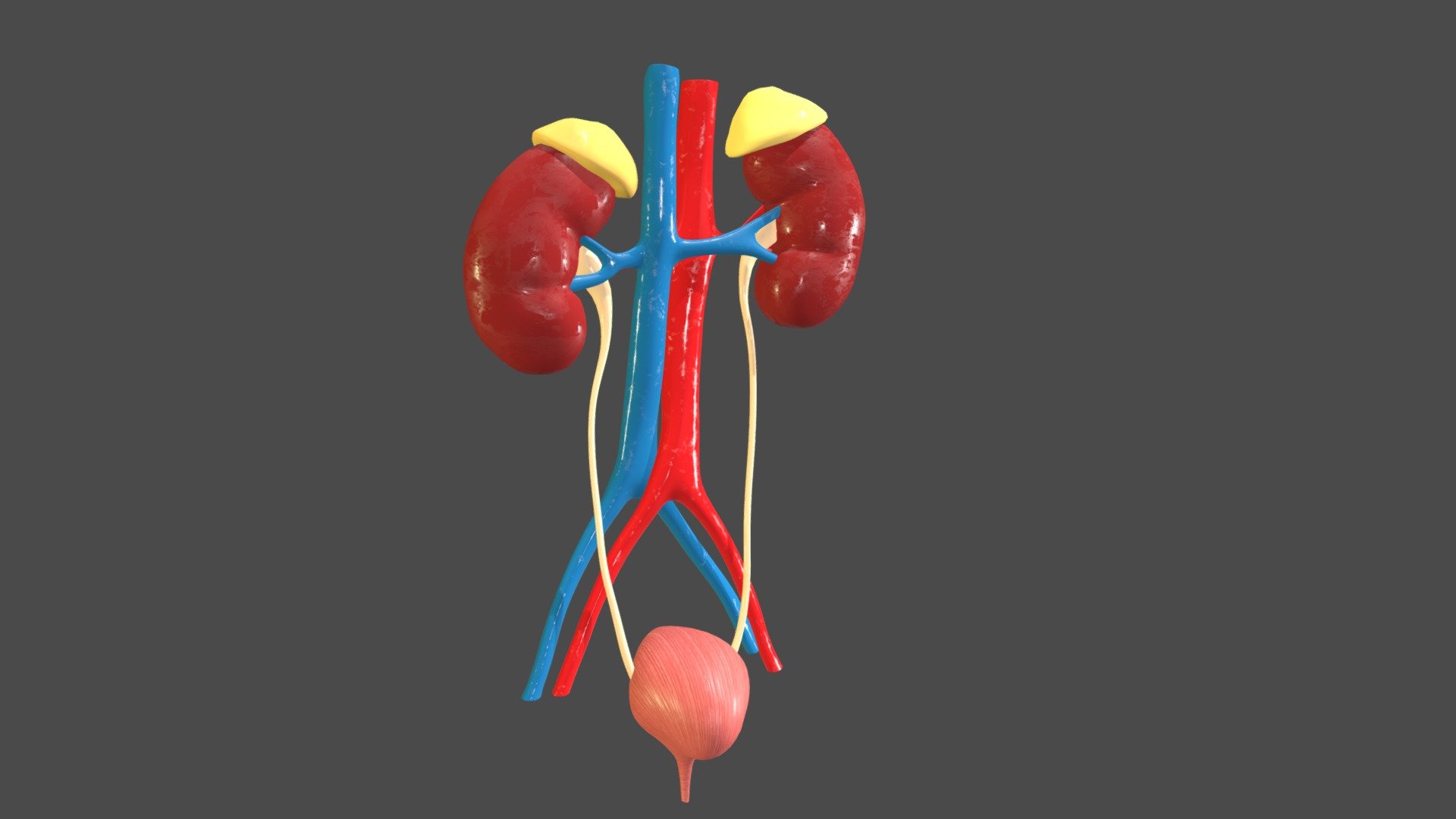 13-enigmatic-facts-about-renal-pelvis