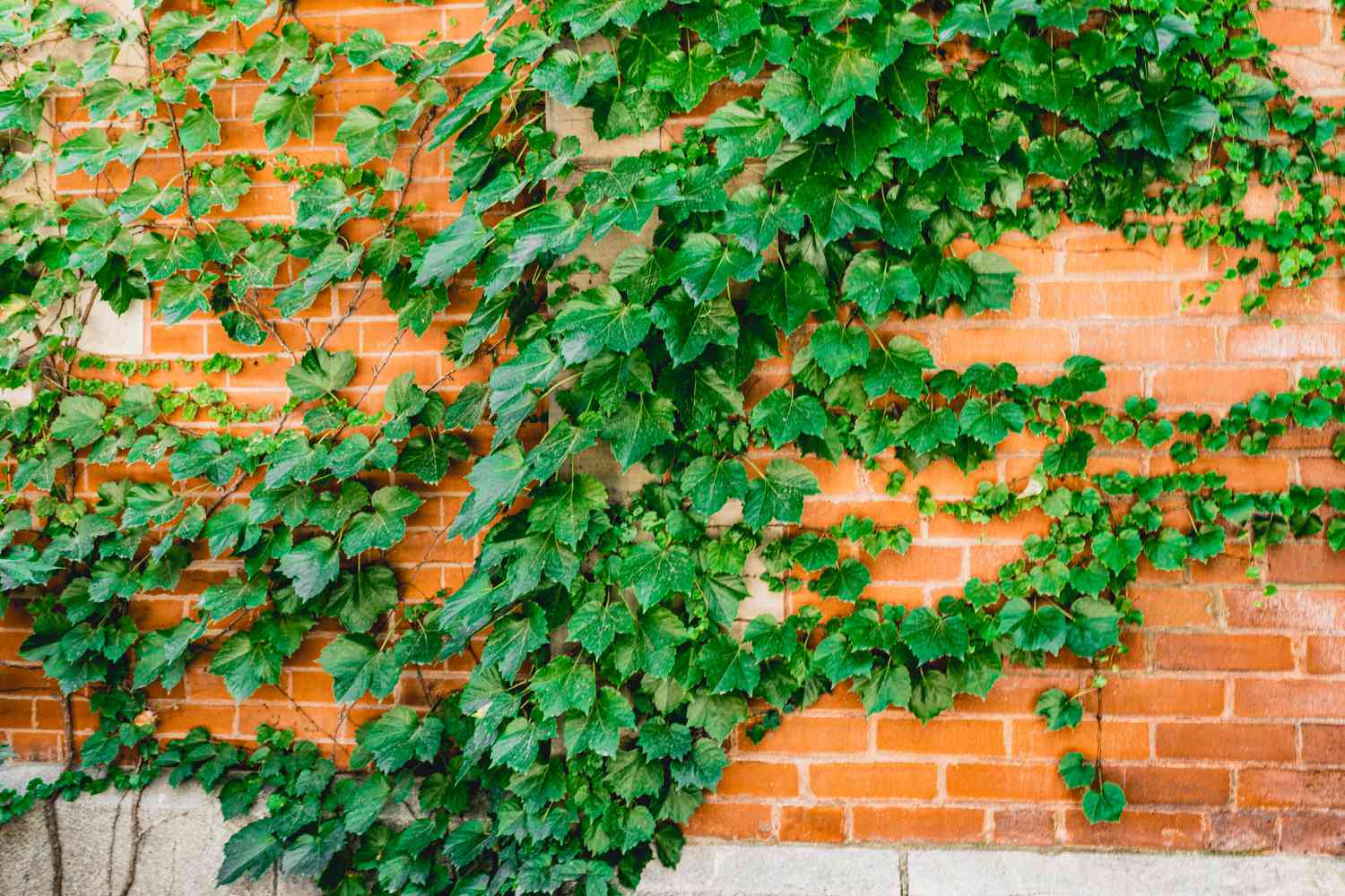 13-extraordinary-facts-about-boston-ivy