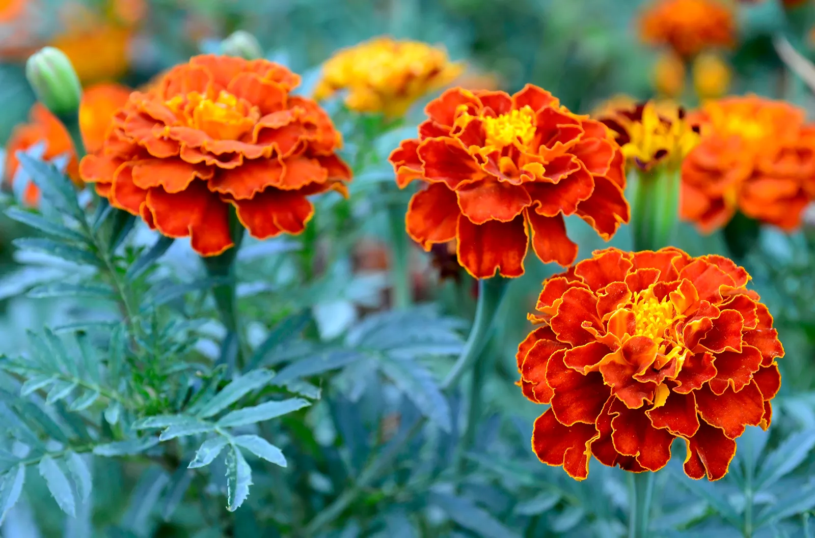 13-extraordinary-facts-about-marigold