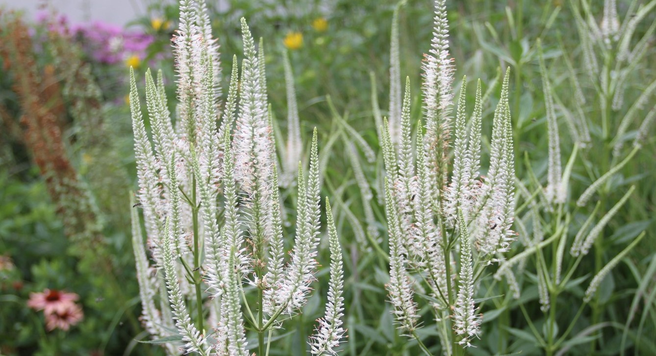 13-extraordinary-facts-about-veronicastrum