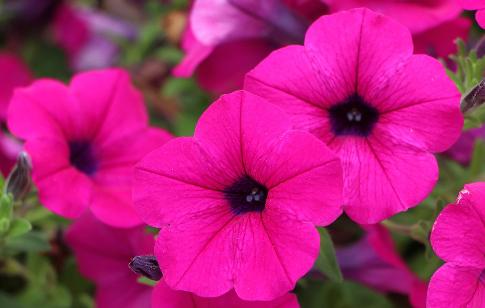 13-fascinating-facts-about-petunia-integrifolia