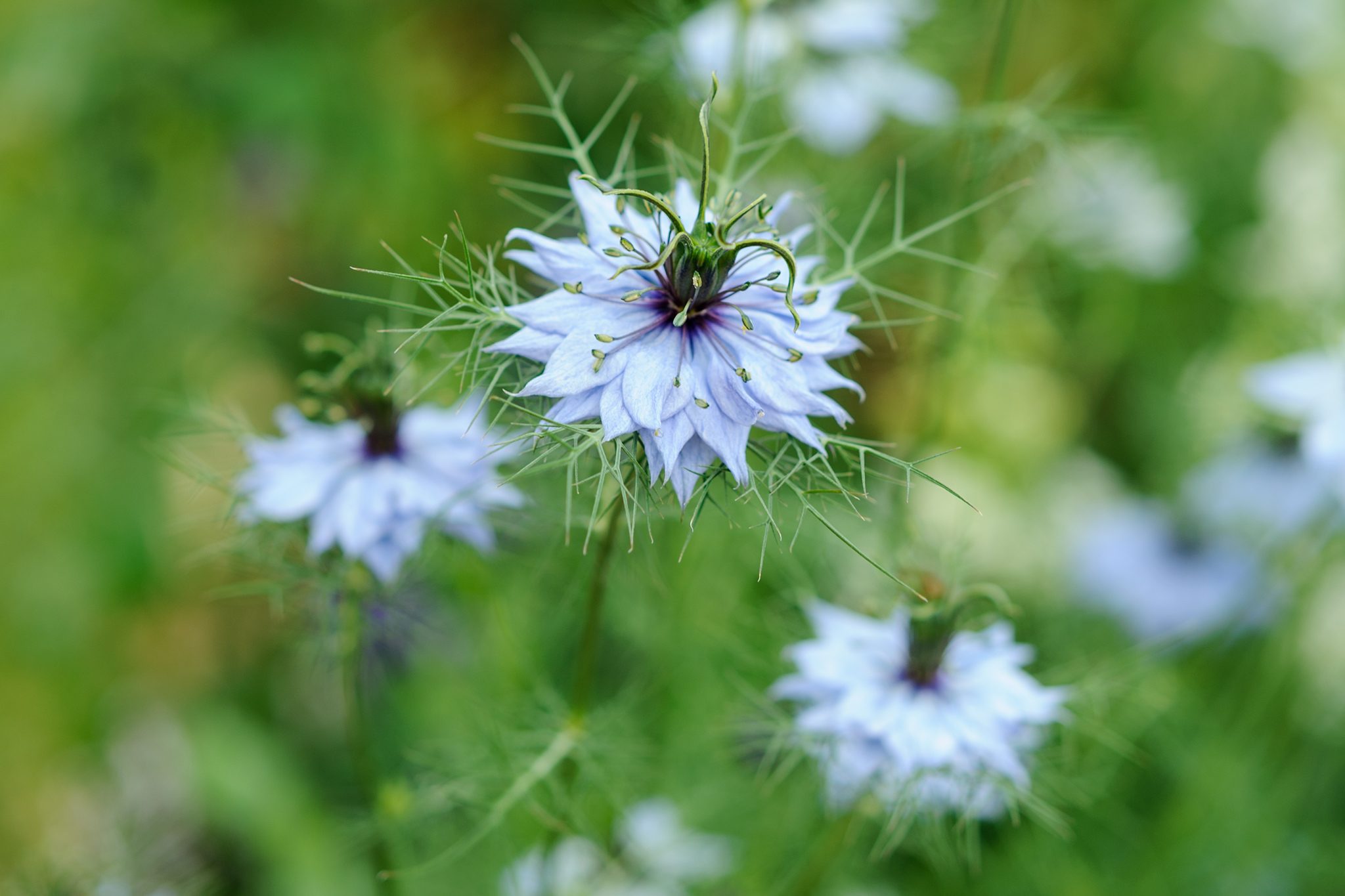 13-intriguing-facts-about-love-in-a-mist