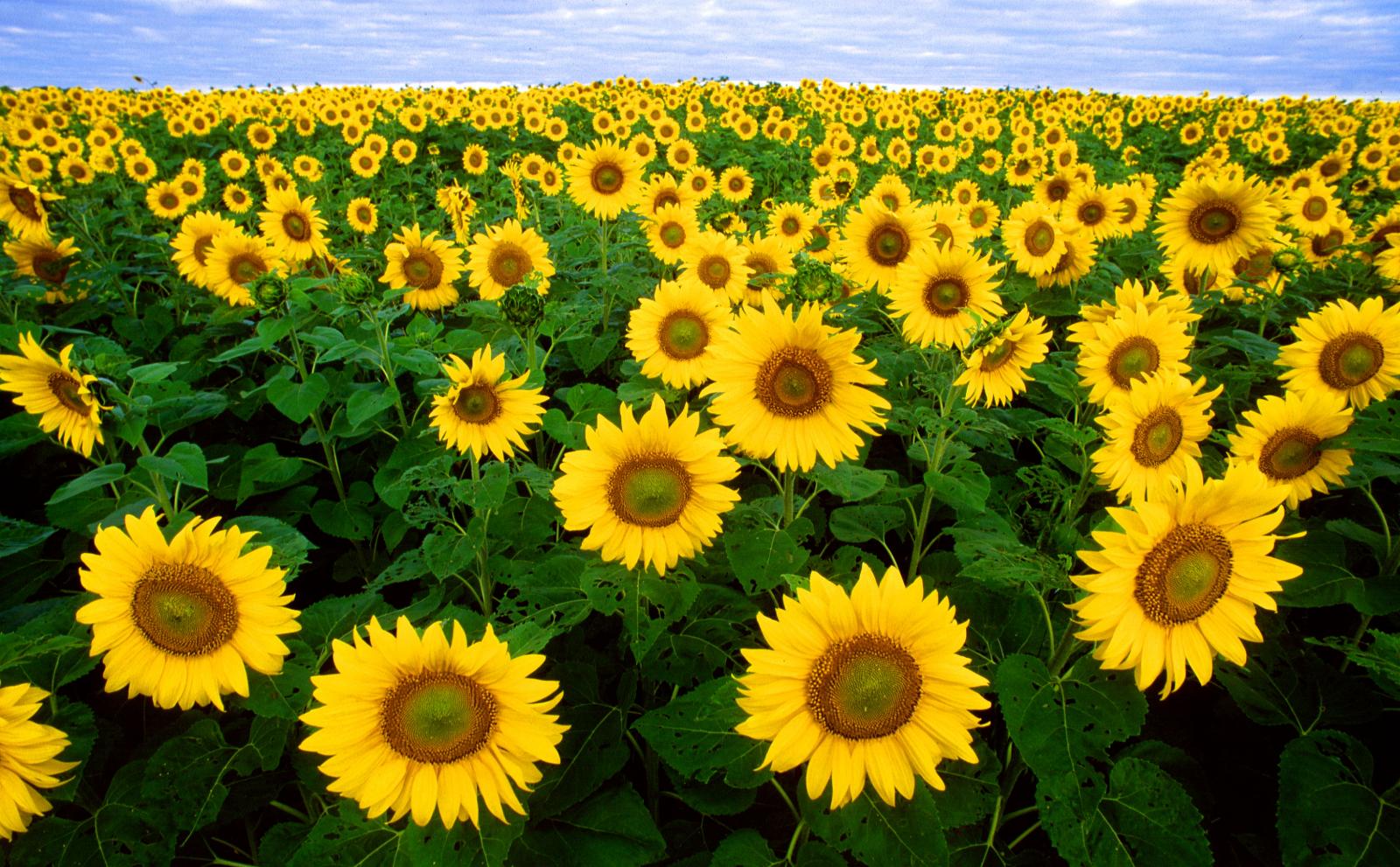 13-intriguing-facts-about-sunflower