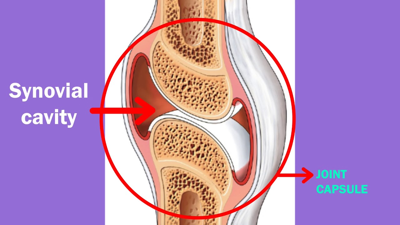 13-intriguing-facts-about-synovial-capsule