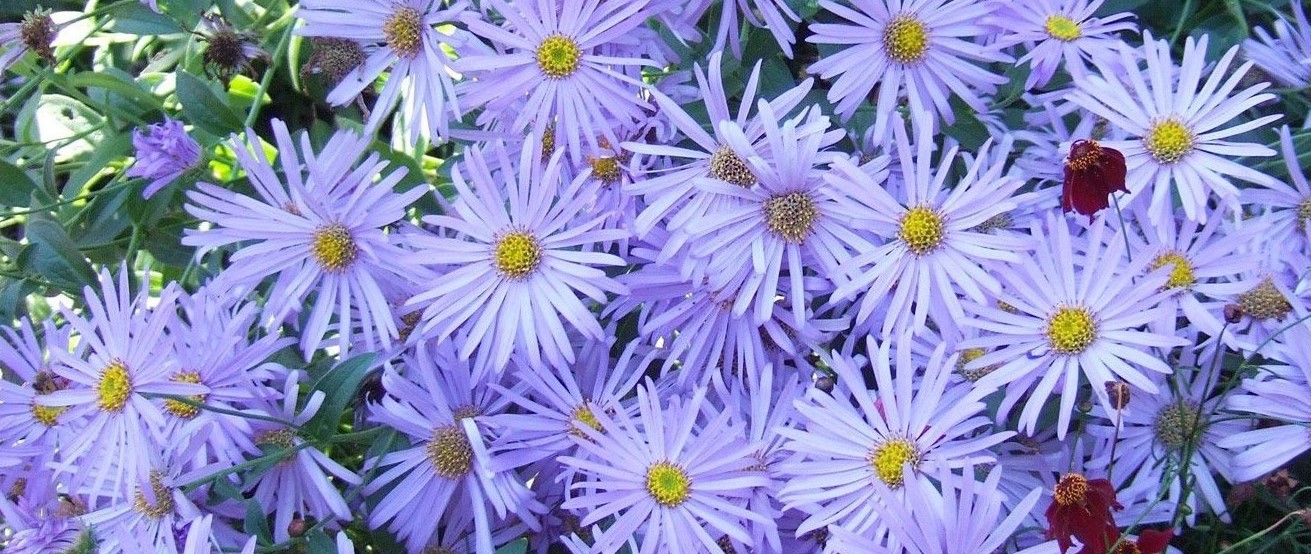 13-mind-blowing-facts-about-aster