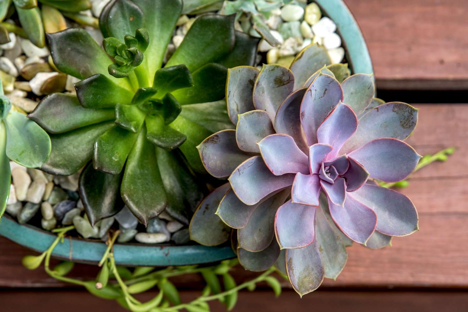 13-mind-blowing-facts-about-echeveria