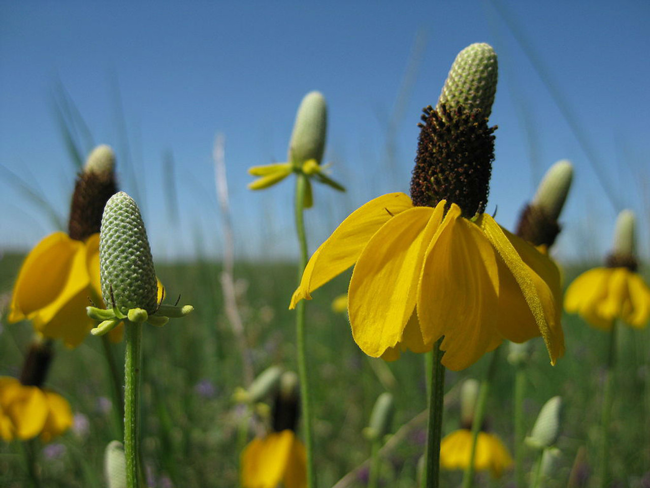 13-mind-blowing-facts-about-prairie-coneflower