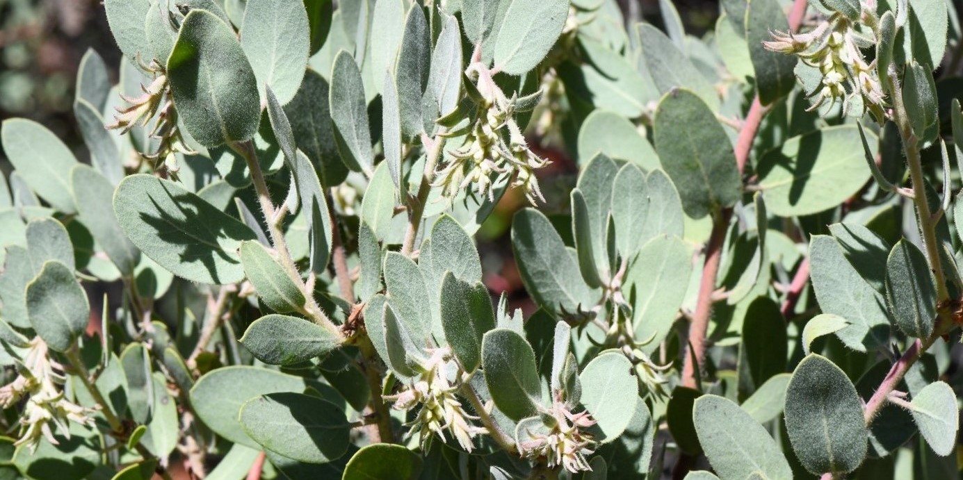 13-surprising-facts-about-arctostaphylos
