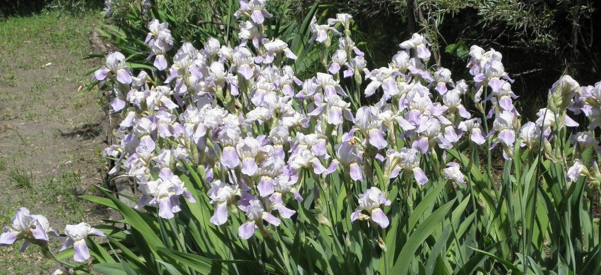 18 Mind-blowing Facts About Siberian Iris 