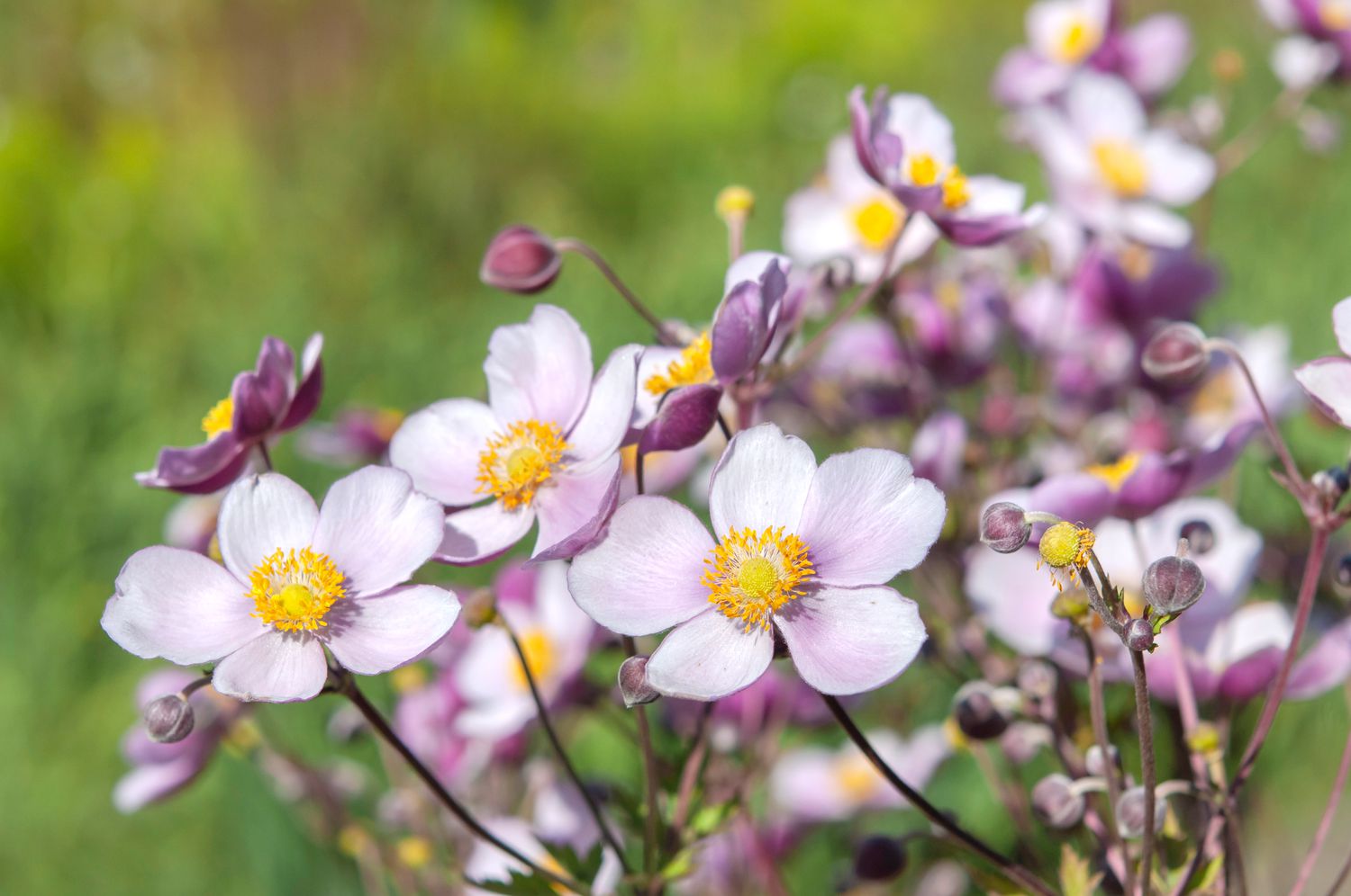 13-unbelievable-facts-about-windflower