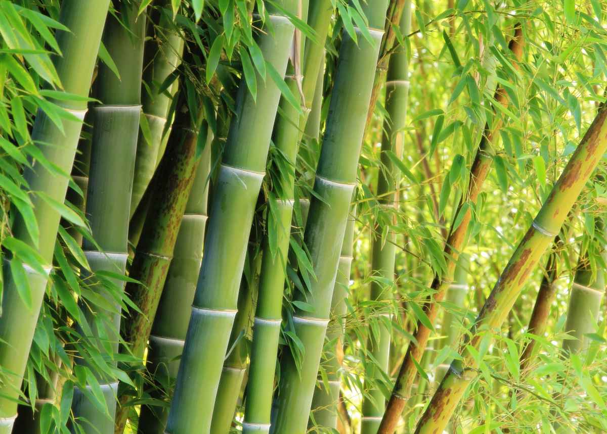 14-astonishing-facts-about-bamboo