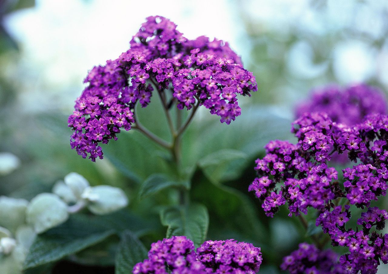 14-astounding-facts-about-heliotrope